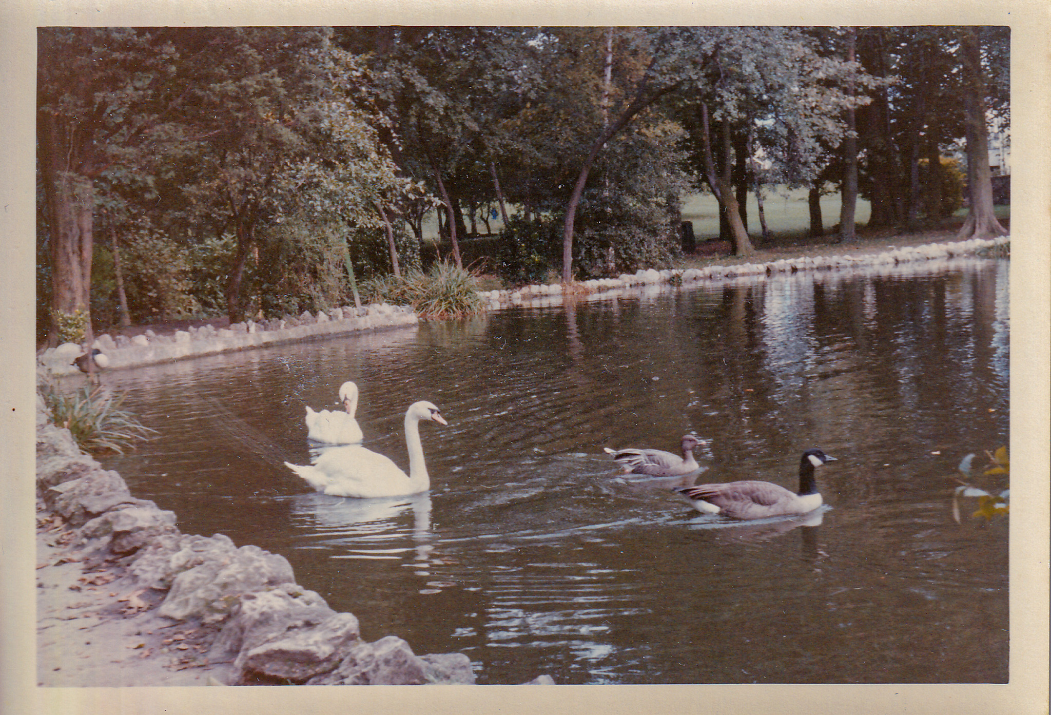 Mute swan and Canada geese